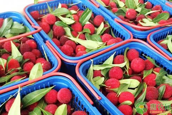 想要延长杨梅销售期，采收、储藏技术一定要学会！-图片版权归惠农网所有