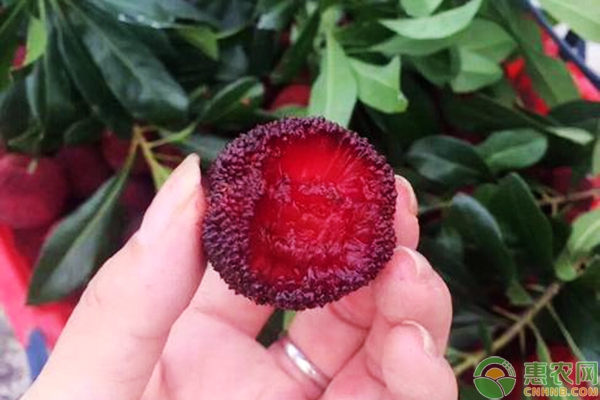 想要延长杨梅销售期，采收、储藏技术一定要学会！-图片版权归惠农网所有