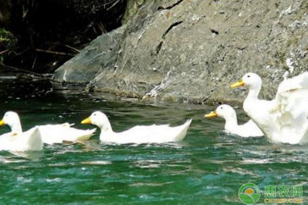 鸭瘟病怎样防治？鸭瘟病疫苗免疫、消毒治疗等要点讲解-图片版权归惠农网所有