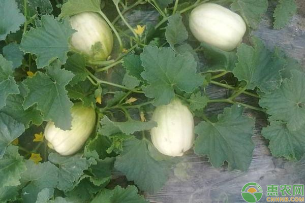 甜瓜施肥技巧 种植又香又甜的甜瓜施肥技巧-图片版权归惠农网所有