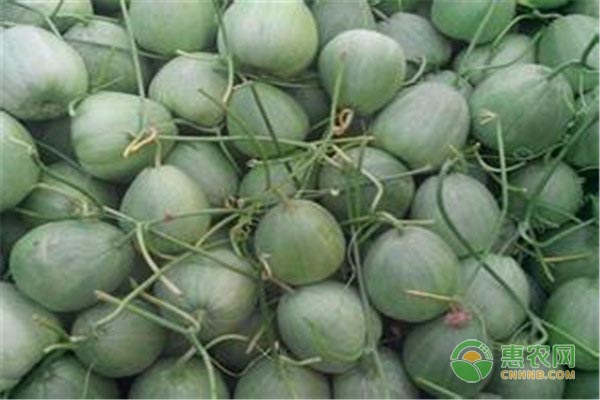 绿宝甜瓜的生长环境与栽培管理 绿宝甜瓜的生长环境与栽培管理-图片版权归惠农网所有