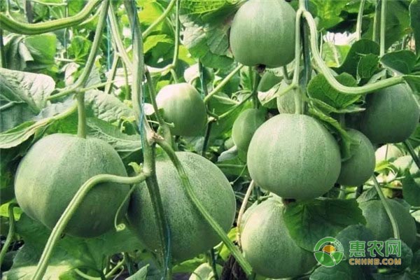 绿宝甜瓜的生长环境与栽培管理 绿宝甜瓜的生长环境与栽培管理-图片版权归惠农网所有