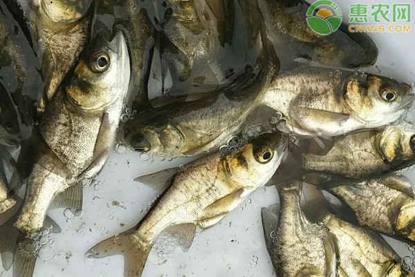 花鲢鱼常见病害及其防治-图片版权归惠农网所有