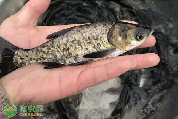 花鲢鱼常见病害及其防治-图片版权归惠农网所有