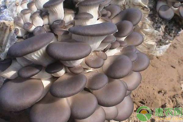食用菌平菇栽培技术-图片版权归惠农网所有