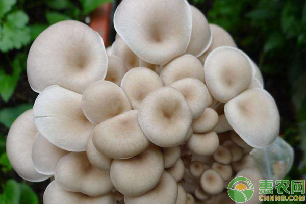 白平菇怎么种植？-图片版权归惠农网所有