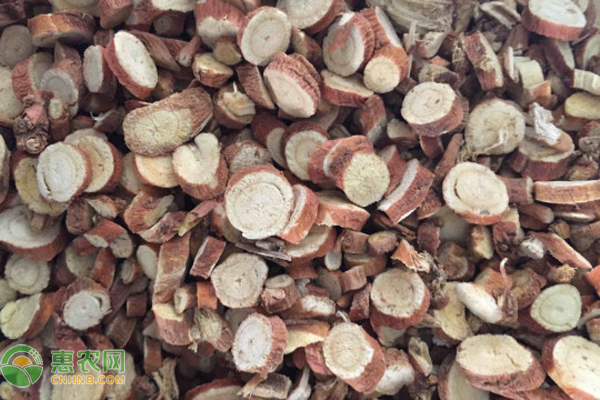 甘草育苗的方法-图片版权归惠农网所有