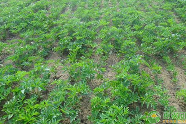 甘草种植技术及亩收益-图片版权归惠农网所有