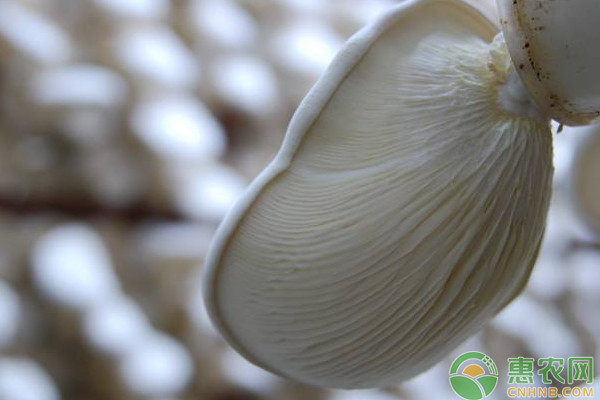 阿魏菇人工栽培技术要点及出菇管理-图片版权归惠农网所有