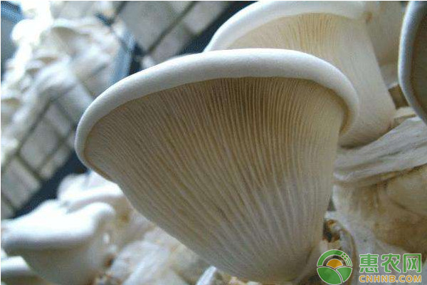 阿魏菇人工栽培技术要点及出菇管理-图片版权归惠农网所有