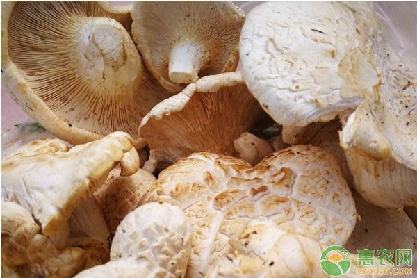 阿魏菇人工栽培技术要点及出菇管理-图片版权归惠农网所有