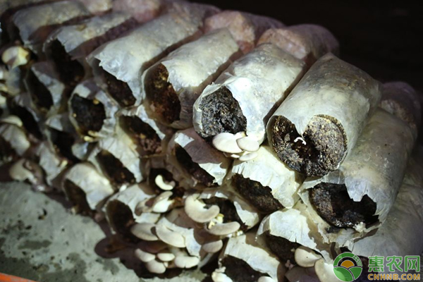 平菇栽培技巧 平菇栽培技巧:半熟料栽培的关键!-图片版权归惠农网所有
