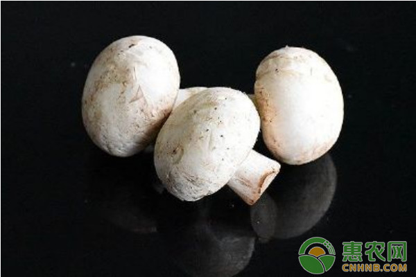 日光温室平菇高效丰产栽培管理技术要点-图片版权归惠农网所有