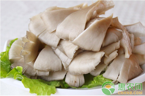 日光温室平菇高效丰产栽培管理技术要点-图片版权归惠农网所有