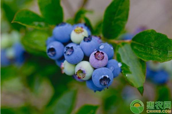 北方怎样种植蓝莓？看完一清二楚！-图片版权归惠农网所有