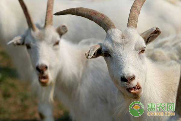 种羊与羊羔怎么管理?种羊羊羔饲养管理要点 种羊与羊羔怎么管理?种羊羊羔饲养管理要点-图片版权归惠农网所有