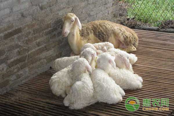 种羊与羊羔怎么管理?种羊羊羔饲养管理要点 种羊与羊羔怎么管理?种羊羊羔饲养管理要点-图片版权归惠农网所有