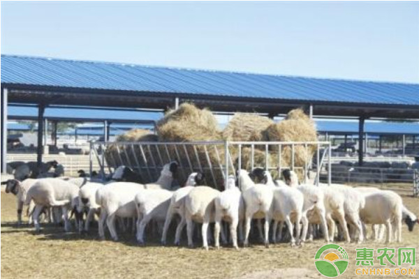 浅谈提高肉羊养殖经济效益的综合措施-图片版权归惠农网所有