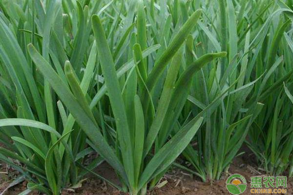 韭菜疫病的症状及防治措施-图片版权归惠农网所有