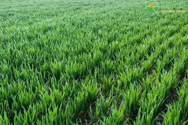 小麦分蘖差，如何促进小麦分蘖量？-图片版权归惠农网所有
