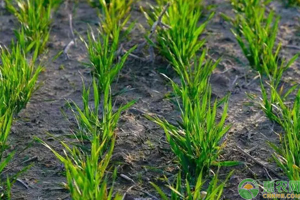 小麦分蘖差，如何促进小麦分蘖量？-图片版权归惠农网所有