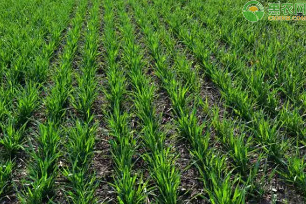 麦子几天能出苗?-图片版权归惠农网所有
