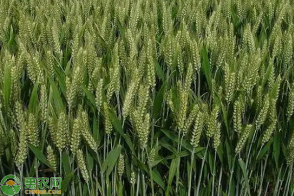 麦子几天能出苗?-图片版权归惠农网所有