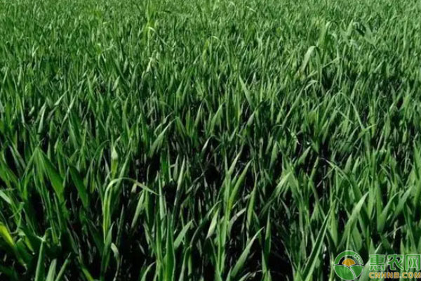 麦子几天能出苗?-图片版权归惠农网所有