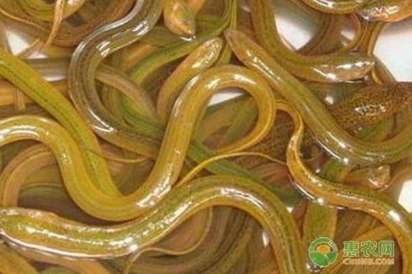 黄鳝养殖技术方法-图片版权归惠农网所有