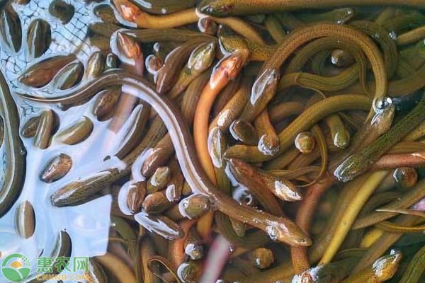 黄鳝养殖注意事项-图片版权归惠农网所有
