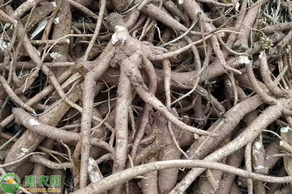 当归几月种植最好？-图片版权归惠农网所有