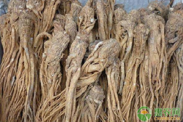 当归几月种植最好？-图片版权归惠农网所有