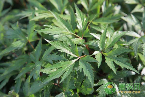 当归怎么种植？当归规范化栽培及病虫害防治技术-图片版权归惠农网所有