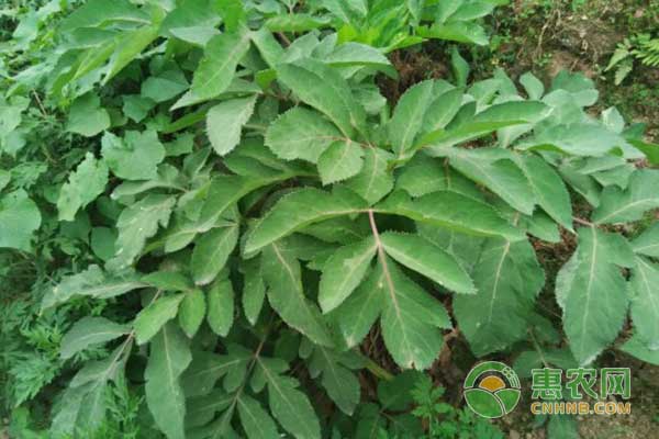 当归怎么种植？当归规范化栽培及病虫害防治技术-图片版权归惠农网所有