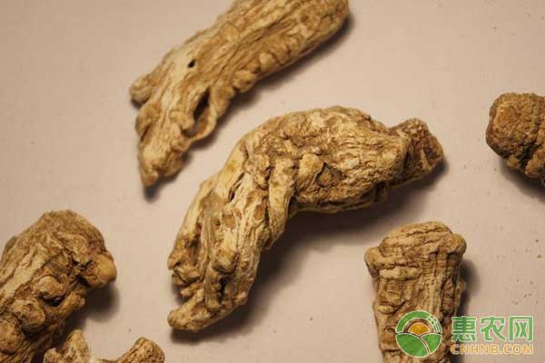 当归怎么种植？当归规范化栽培及病虫害防治技术-图片版权归惠农网所有