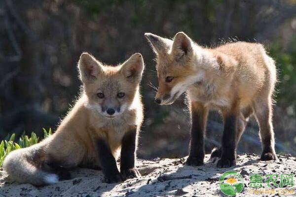 狐狸细菌性与病毒性肠炎的区分及防治措施-图片版权归惠农网所有