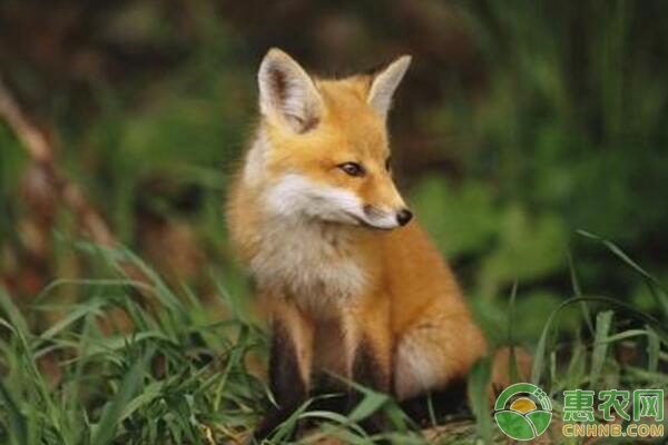 狐狸细菌性与病毒性肠炎的区分及防治措施-图片版权归惠农网所有