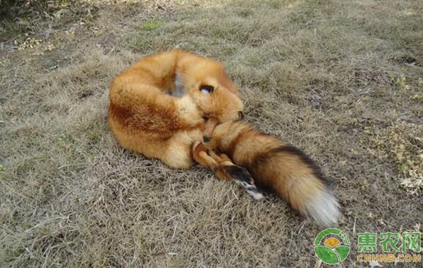 狐狸细菌性与病毒性肠炎的区分及防治措施-图片版权归惠农网所有