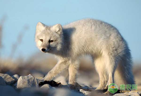 母狐怀孕期和产仔期常见疾病及治疗方法 母狐怀孕期和产仔期常见疾病及治疗方法-图片版权归惠农网所有