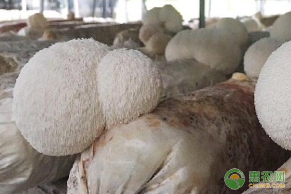 大棚种植猴头菇需要做好哪些准备工作？-图片版权归惠农网所有