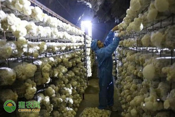 大棚种植猴头菇需要做好哪些准备工作？-图片版权归惠农网所有