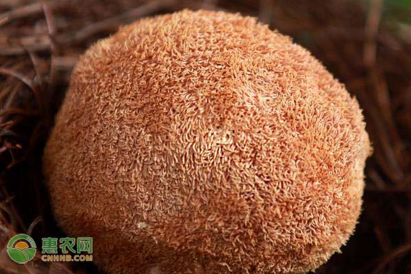 猴头菇怎么种？猴头菇的种植技术分享-图片版权归惠农网所有