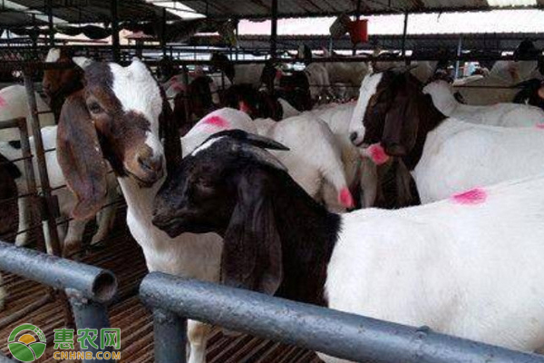 繁殖母羊如何饲养？-图片版权归惠农网所有