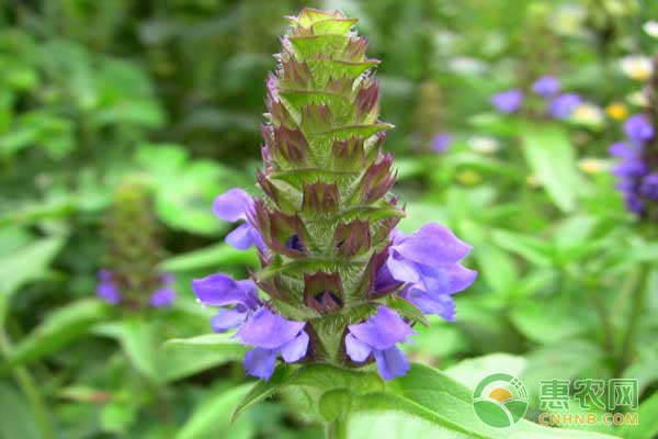 夏枯草怎么种？夏枯草种植效益高吗？-图片版权归惠农网所有