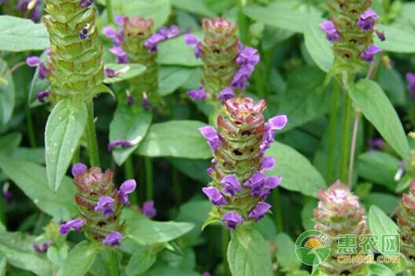 夏枯草怎么种？夏枯草种植效益高吗？-图片版权归惠农网所有