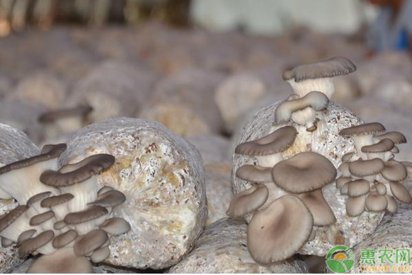 平菇夏季栽培技术和要点-图片版权归惠农网所有