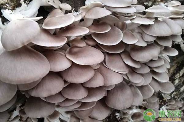 平菇夏季栽培技术和要点-图片版权归惠农网所有