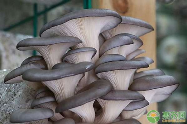 平菇夏季栽培技术和要点-图片版权归惠农网所有