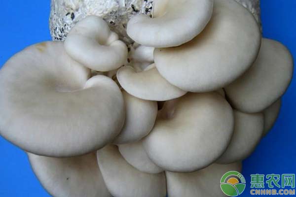 平菇的发菌管理与出菇期管理-图片版权归惠农网所有