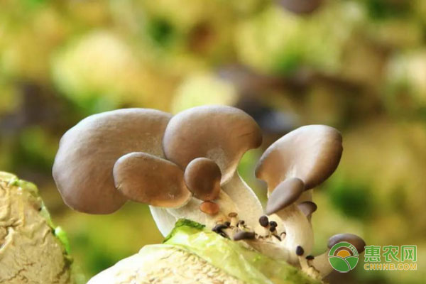 阳台平菇的种植步骤及养护要点-图片版权归惠农网所有